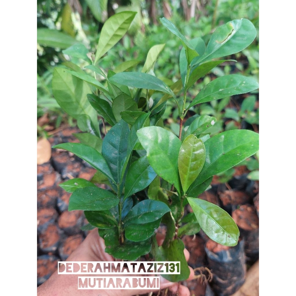 Bibit kopi riberika untuk sambung