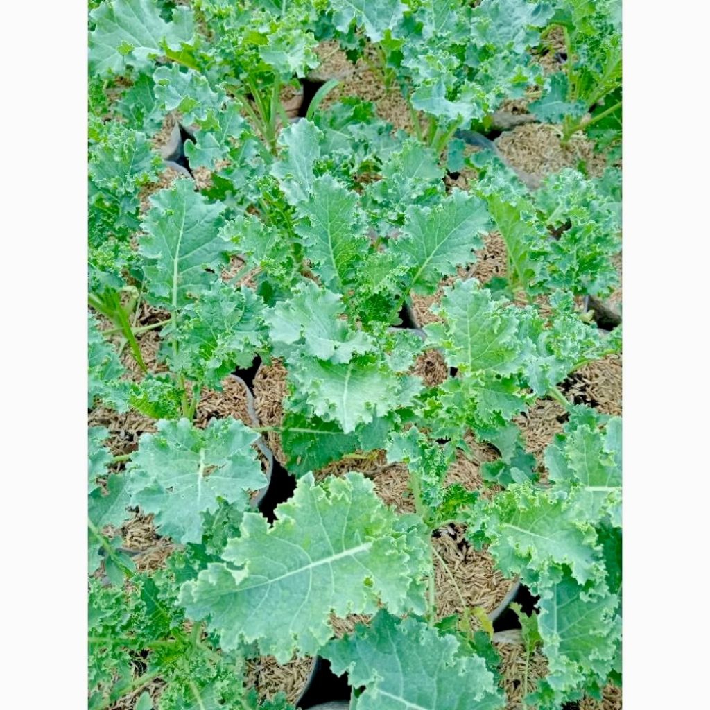 tanaman sayur kale Curly/kale keriting (common curly kale)