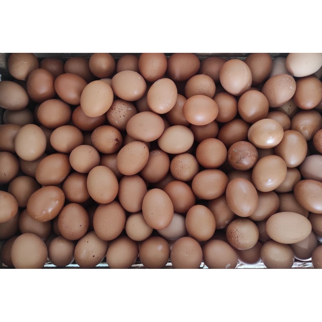 

Telur omega 15 butir/pack