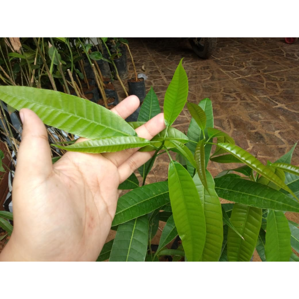 Bibit Tanaman Kayu Meranti/Seraya (Shorea sp.) - Tanaman Kayu Keras Bernilai Tinggi
