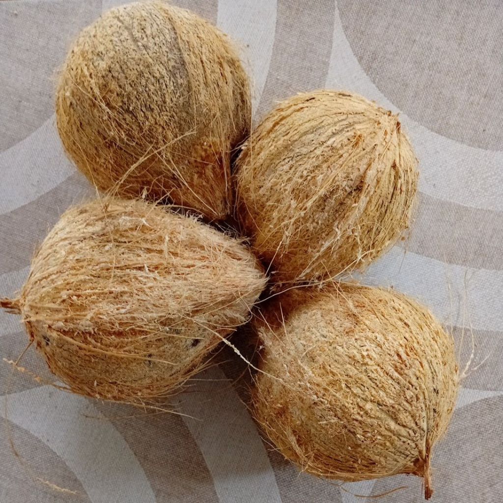 

kelapa butiran segar, daging nya tebal santan nya mantap