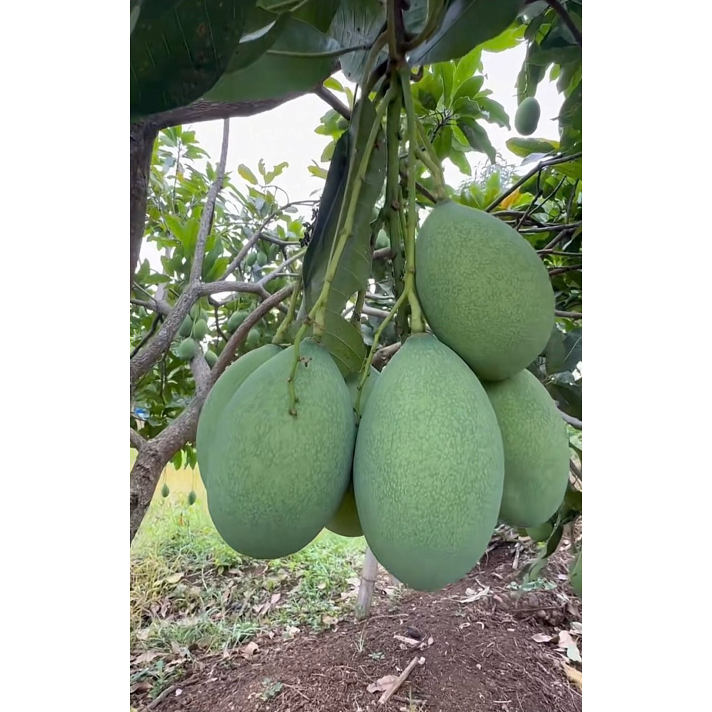 Bibit Buah Mangga Madu