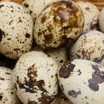 telur puyuh mentah 1kg