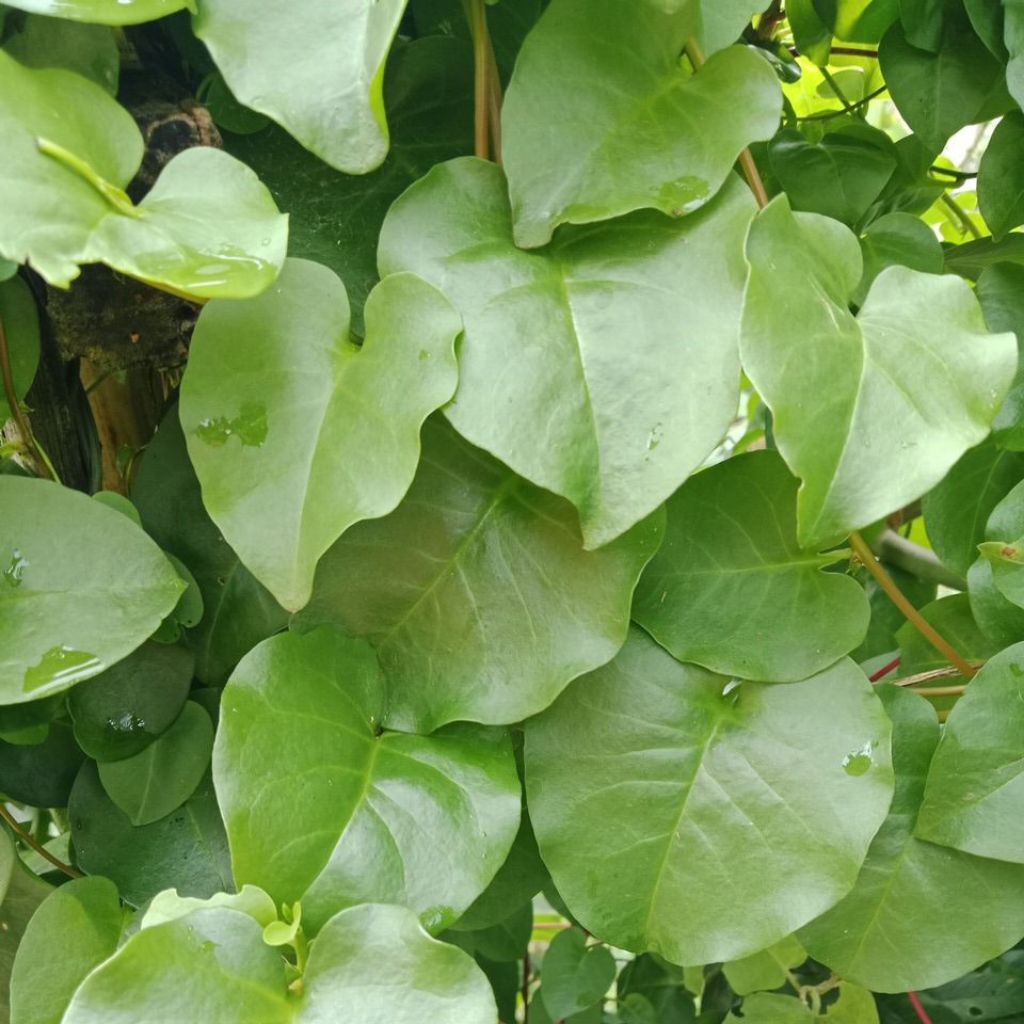 

Daun Binahong Segar 1Kg Di Petik Dadakan