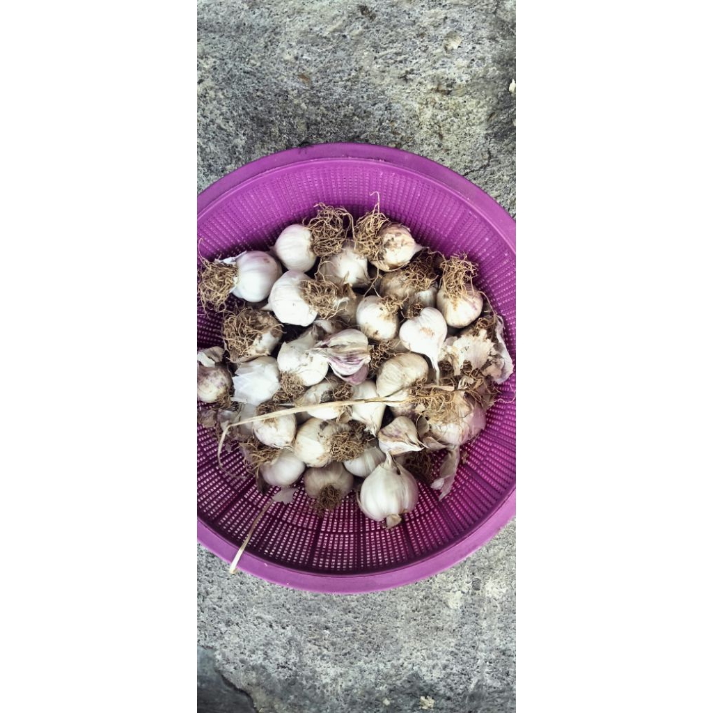 

bawang putih 500gram