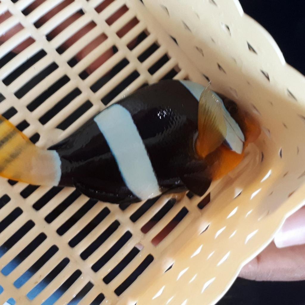 Ikan Laut Hias Polimas Laut