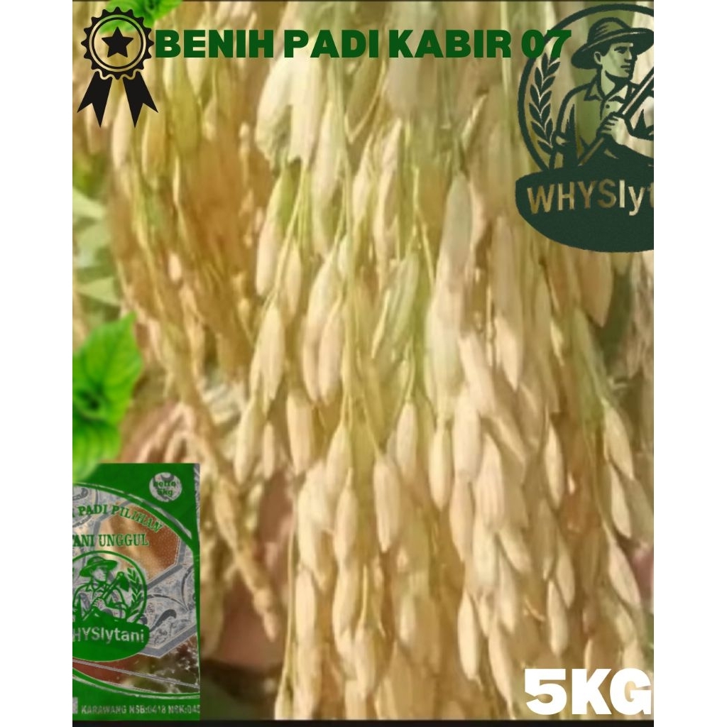 KABIR 07 Benih Padi Unggul 5kg | Umur Genjah | Panen Banyak | Tahan Wereng