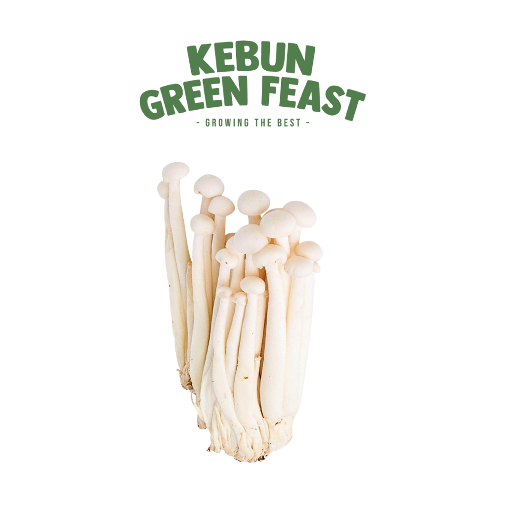 

Jamur Snow White - Jamur Segar