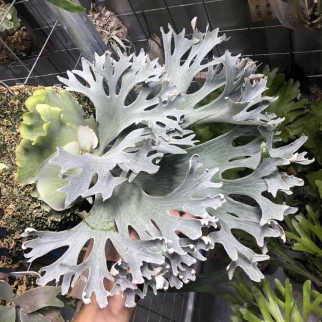 platycerium ginka baby