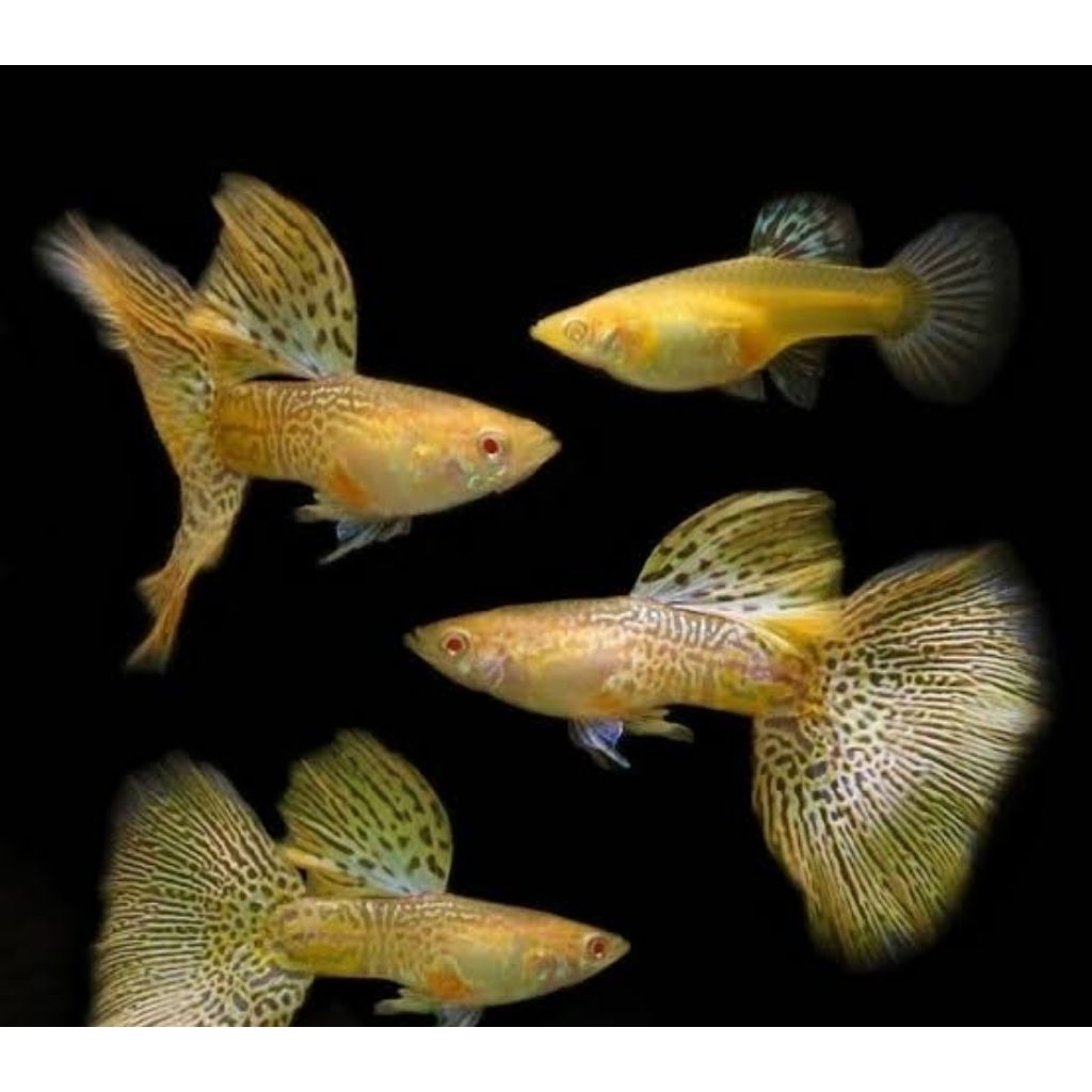 Guppy Yellow Cobra Ikan Hias Aquascape