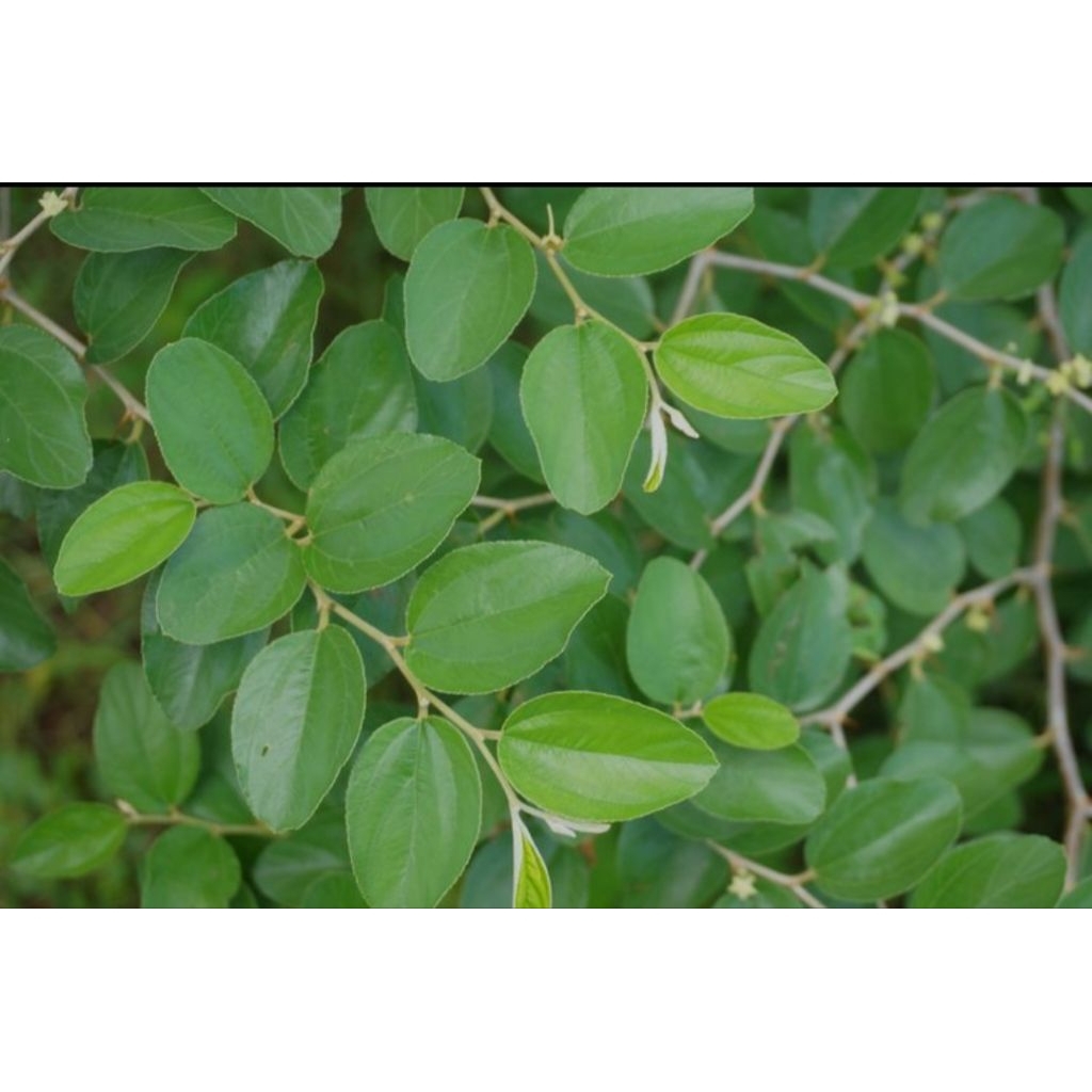 

100 lembar daun Bidara arab segar.pesan baru petik