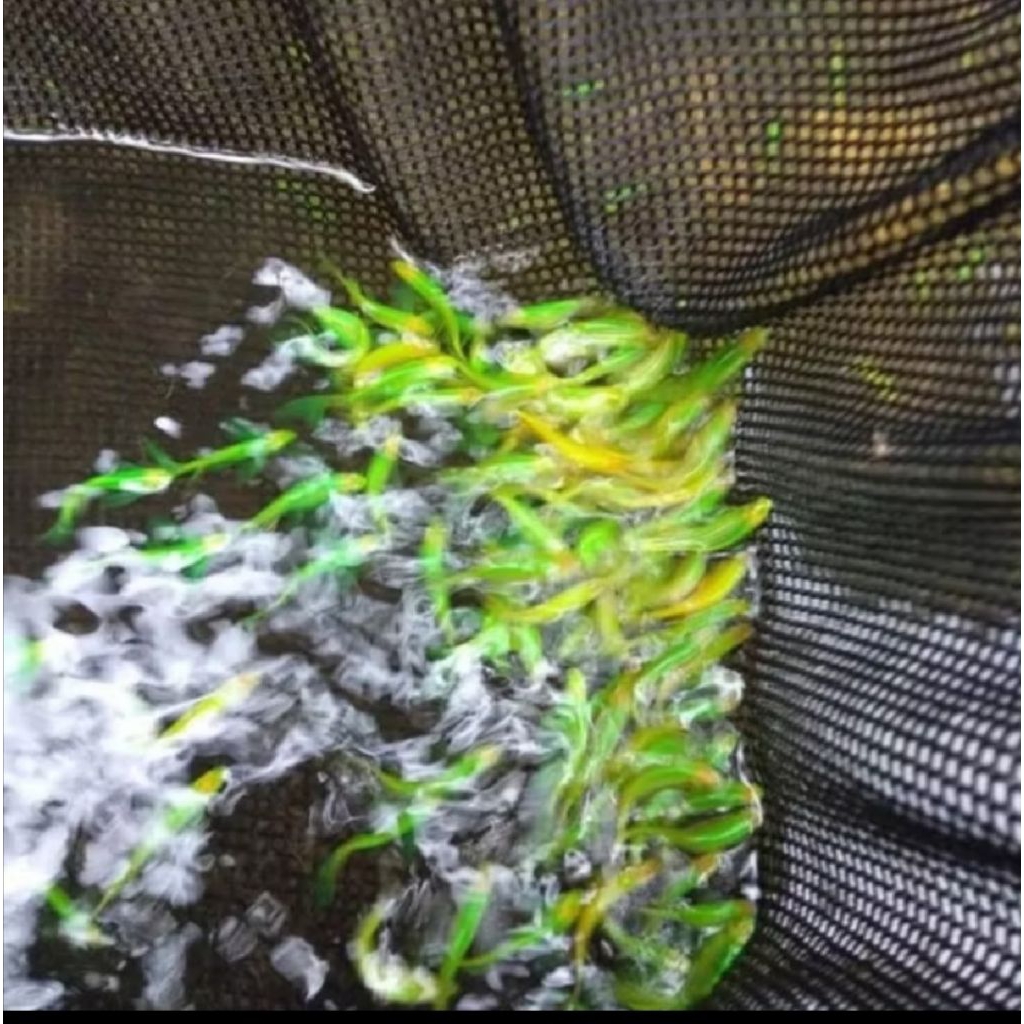 promo 50 ekor danio zebra kuning dan hijau aksesoris aquarium dan aquascape