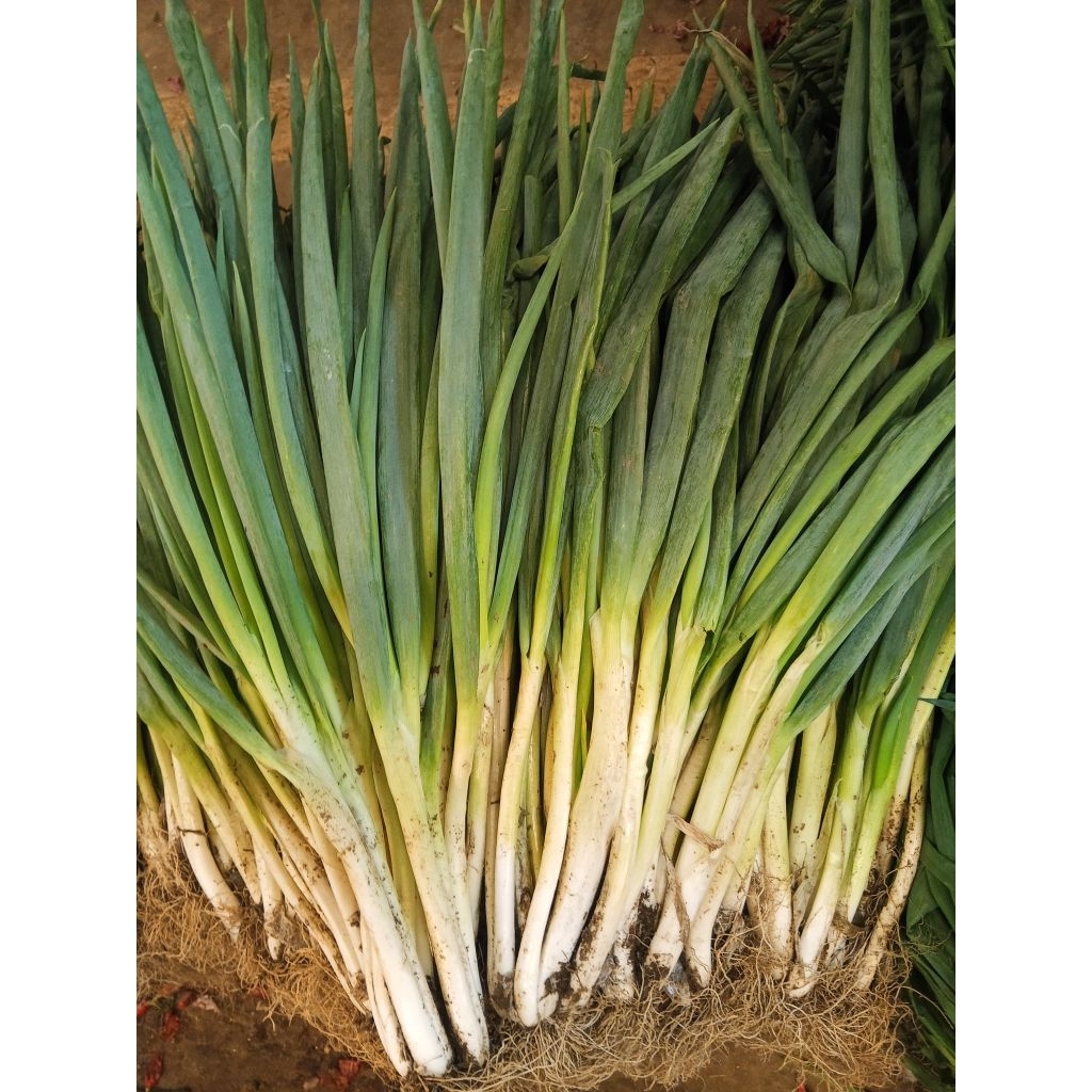 

Daun bawang segar bumbu dapur masakan 1kg 1 kg