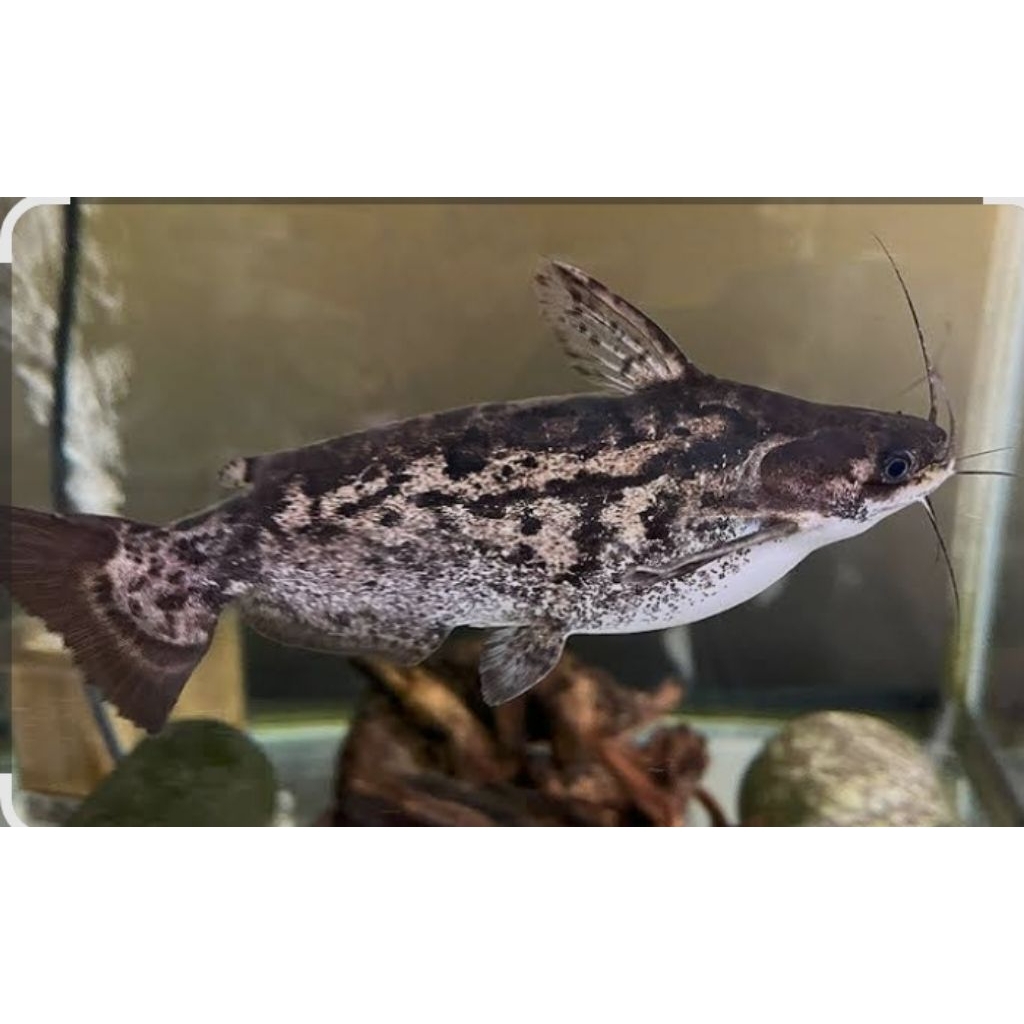 COLOMBIAN CATFISH +-7CM