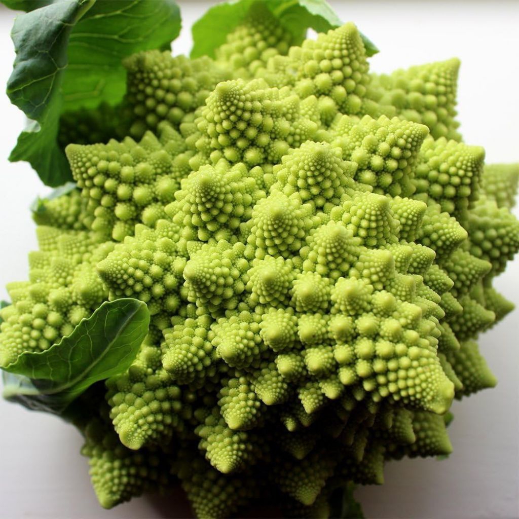

BENIH/BIJI BROKOLI ROMANESCO (20 BUTIR)
