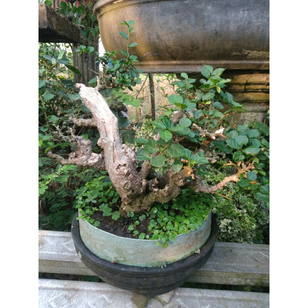 Bonsai serut small pot bulat