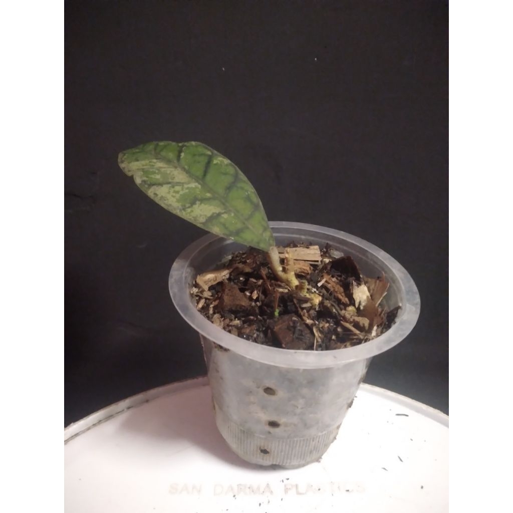 hoya calistophylla splash #hoya #hoyaplant #tanamanhias