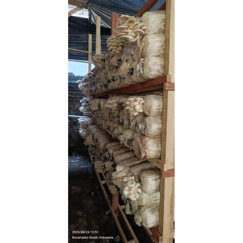 

baglog jamur tiram siap panen