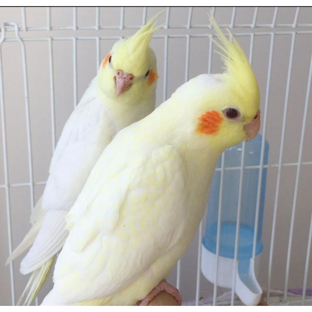 falk Australi lutino matamerah sepasang