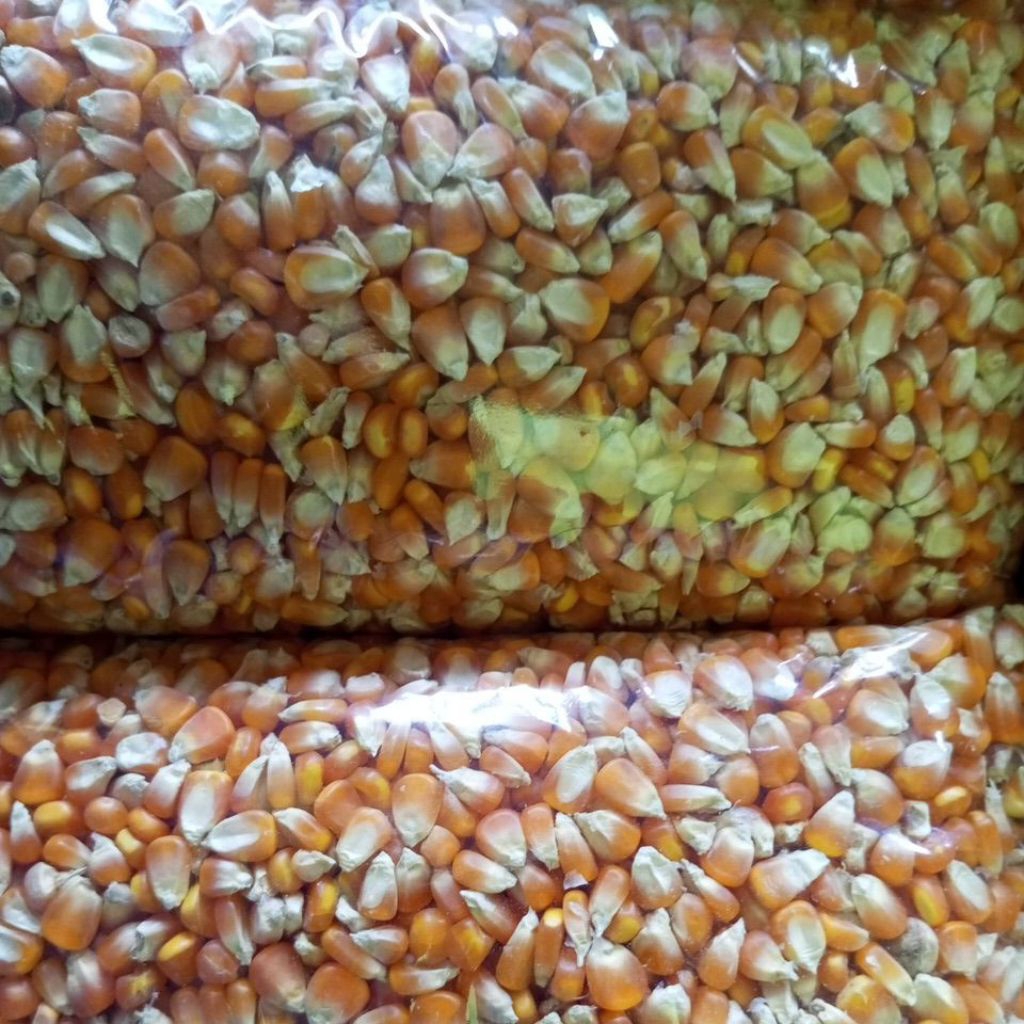 

Jagung pipil 2kgpakan,burung,bersih