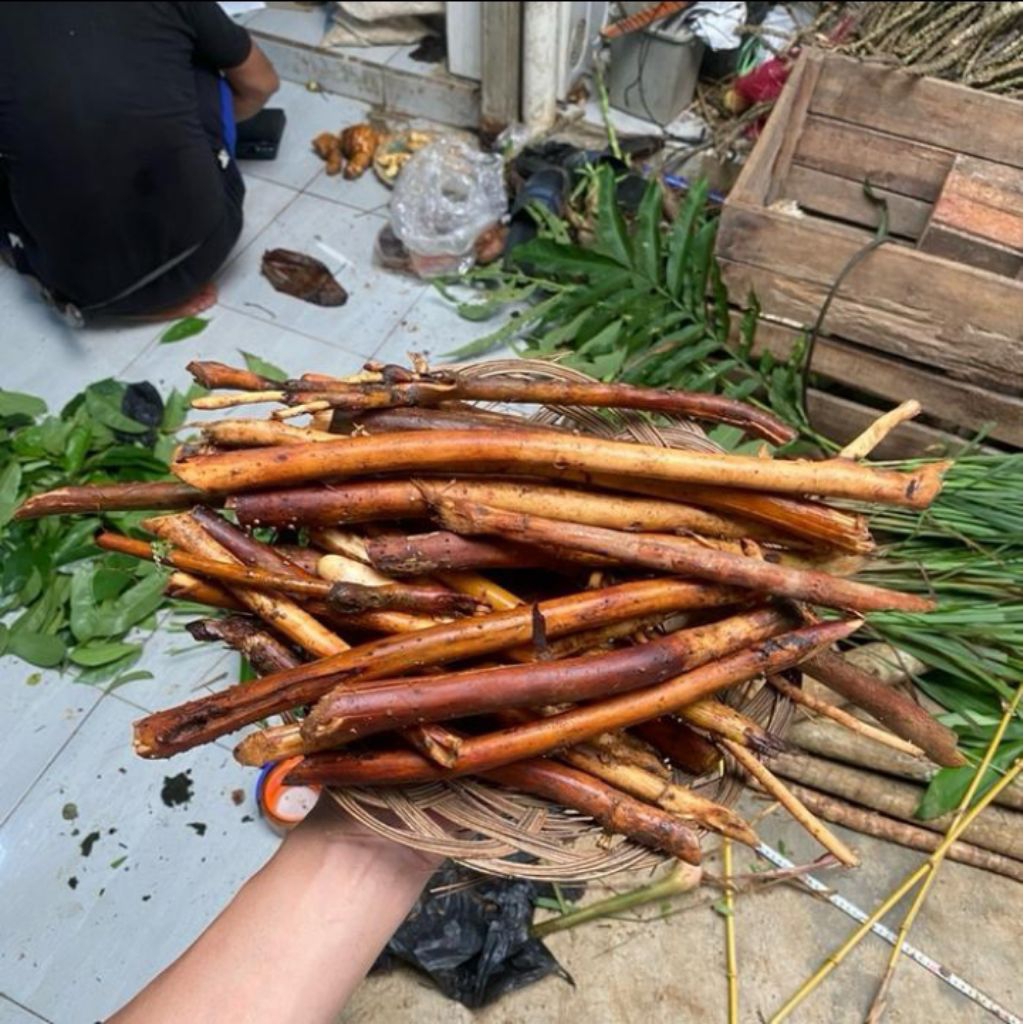 

AKAR PINANG FRESH 1KG DI AMBIL KETIKA ADA ORDERAN