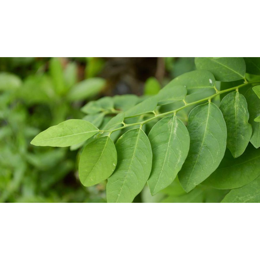 Daun Katuk Segar Fresh – Sayur Sehat Kaya Nutrisi