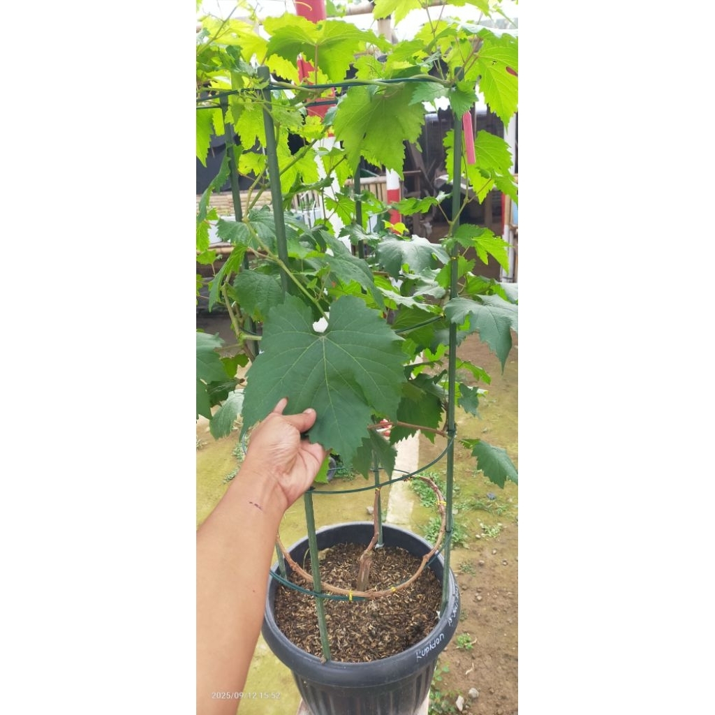 

tabulampot anggur jenis kupidon