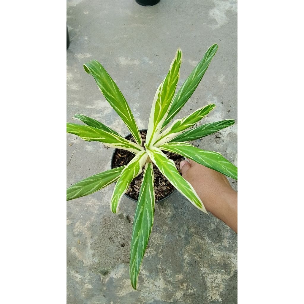 AGLONEMA BAMBU