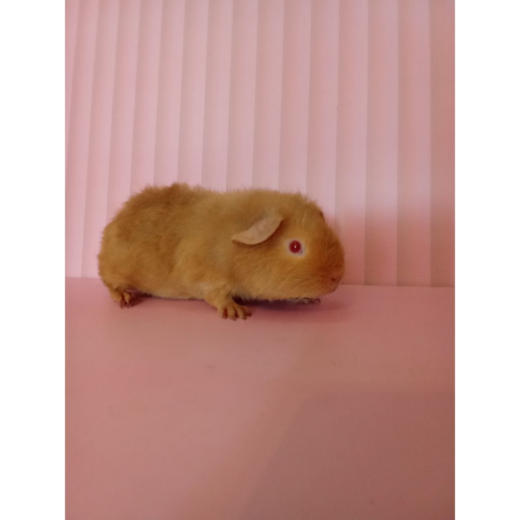 Marmut Teddy Guinea Pig Marmut Hias