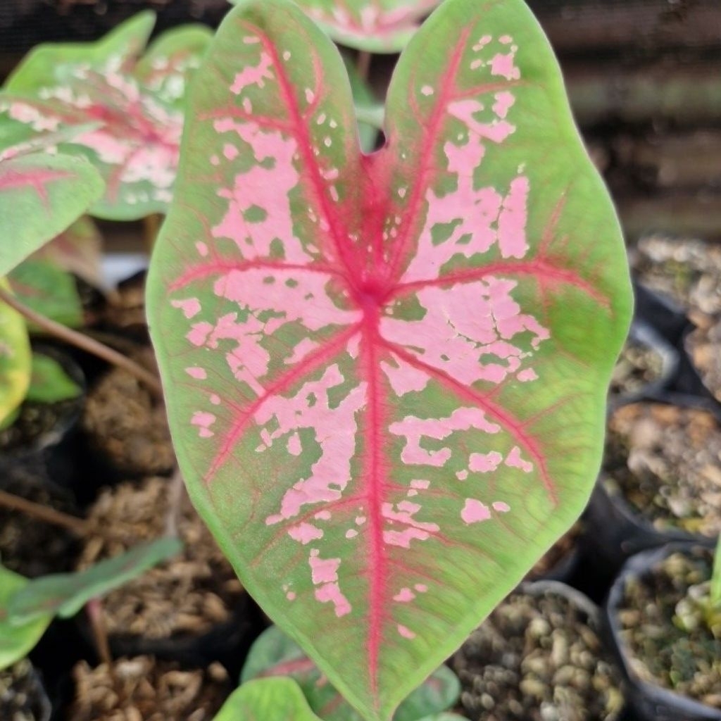 Keladi Karolin Worton Tanaman Hias Caladium Carolin Worton Anakan