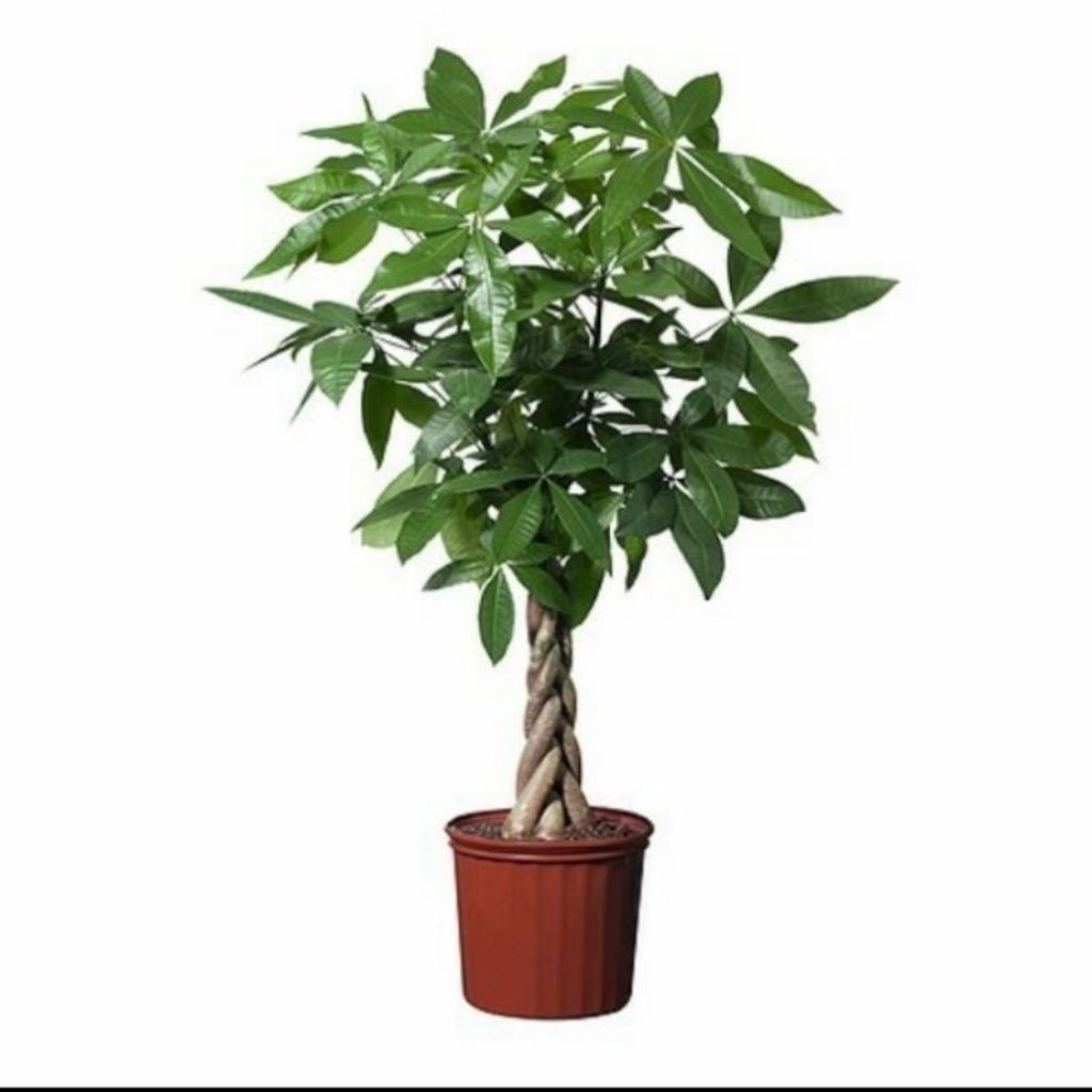 Pohon keberuntungan pachira money tree / Tanaman pachira kepang