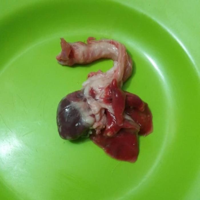 

Paru-Paru Kelinci (include jantung) 500 gram