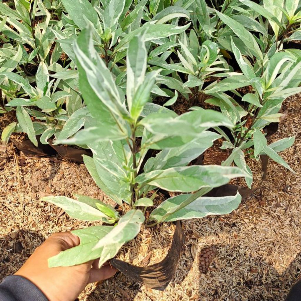 Tanaman Hias Gandarusa Varigata - Pohon gandarusa putih - tanaman pagar