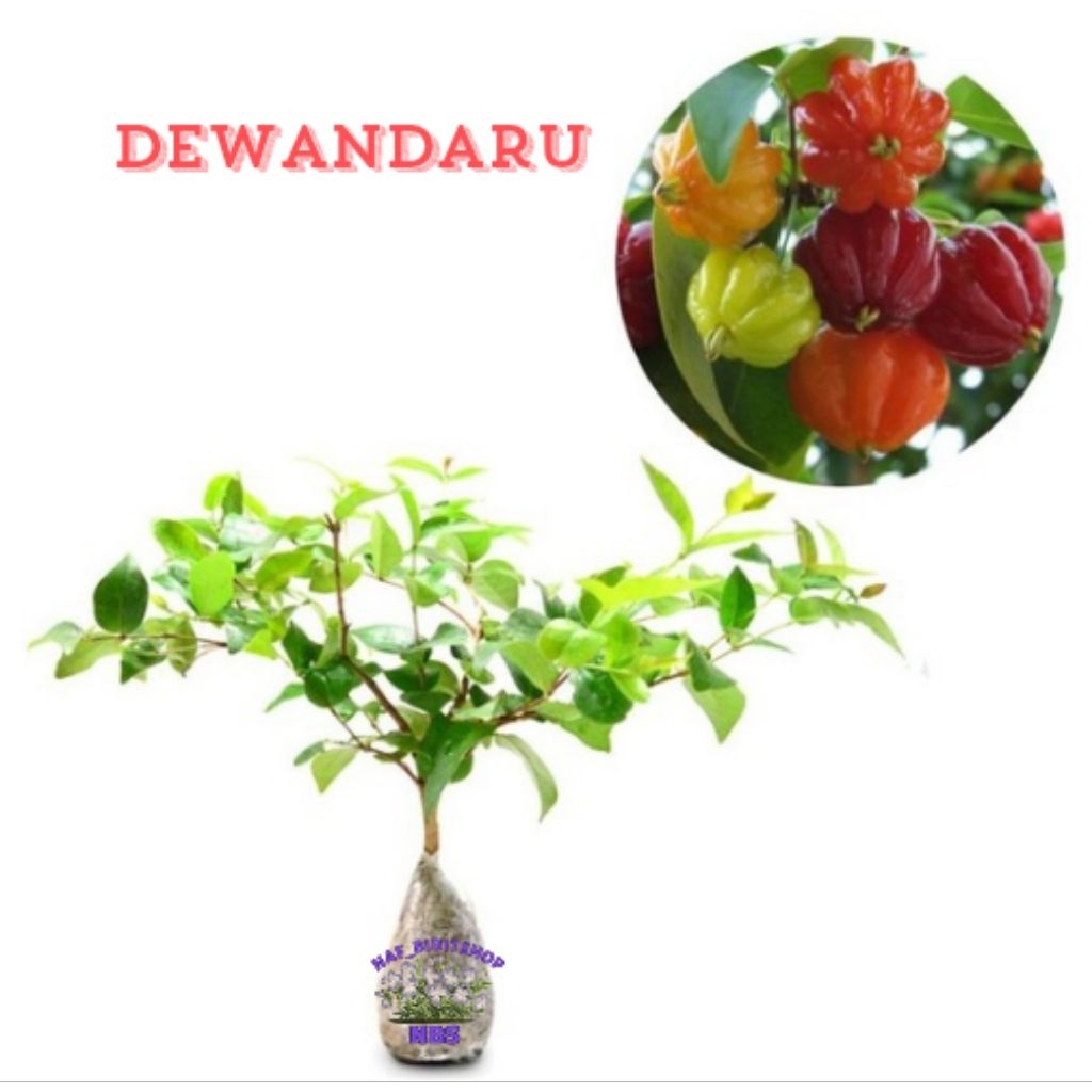 Bibit Dewandaru Siap Tanam, Tanaman Herbal Dewandaru