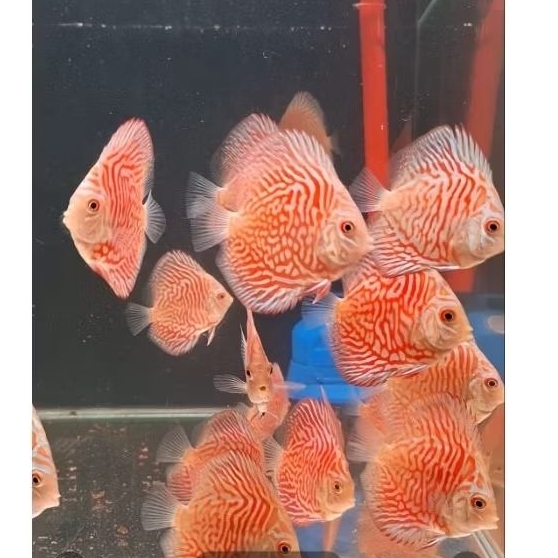 hiasan aquarium discus white tiger