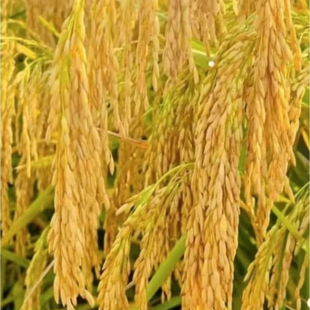 bibit padi Sedayu kemasan5kg