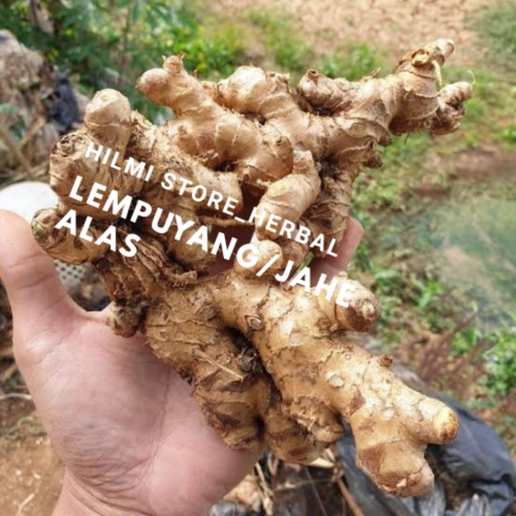 

obat herbal alami asli lempuyang/jahe alas segar 750 gram