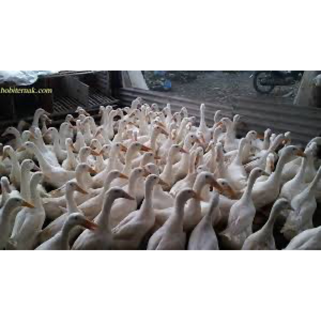 TELUR FERTIL BEBEK PEKING UNTUK DITETASKAN