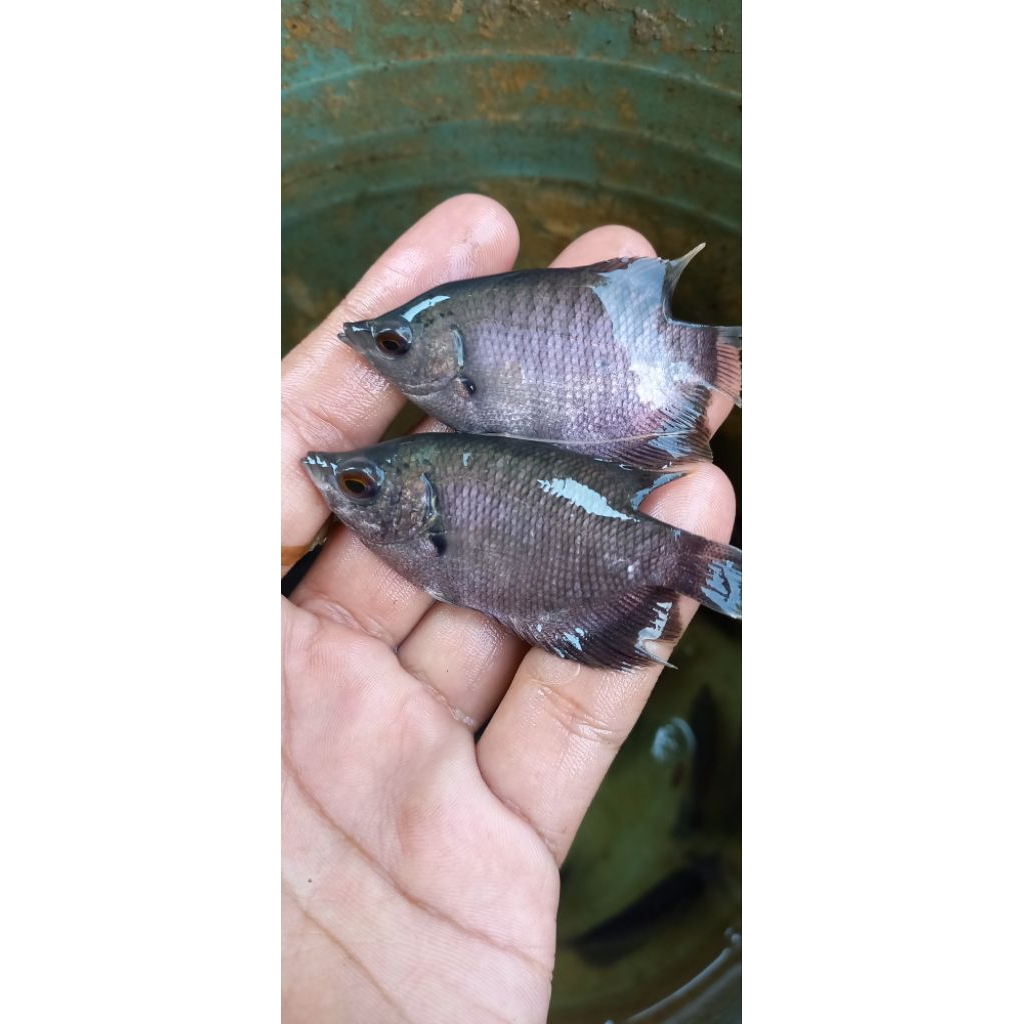Bibit Gurame Soang Ukuran Silet