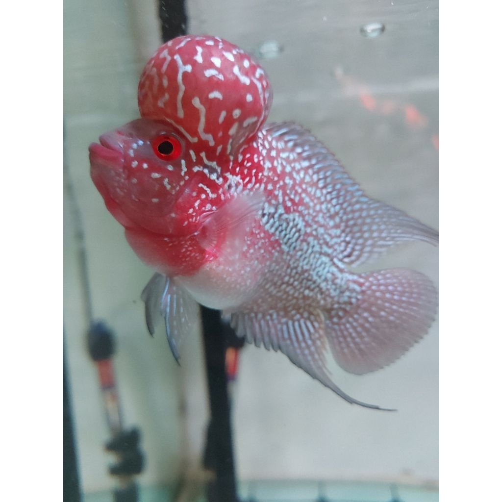 louhan srd boomhead real picture