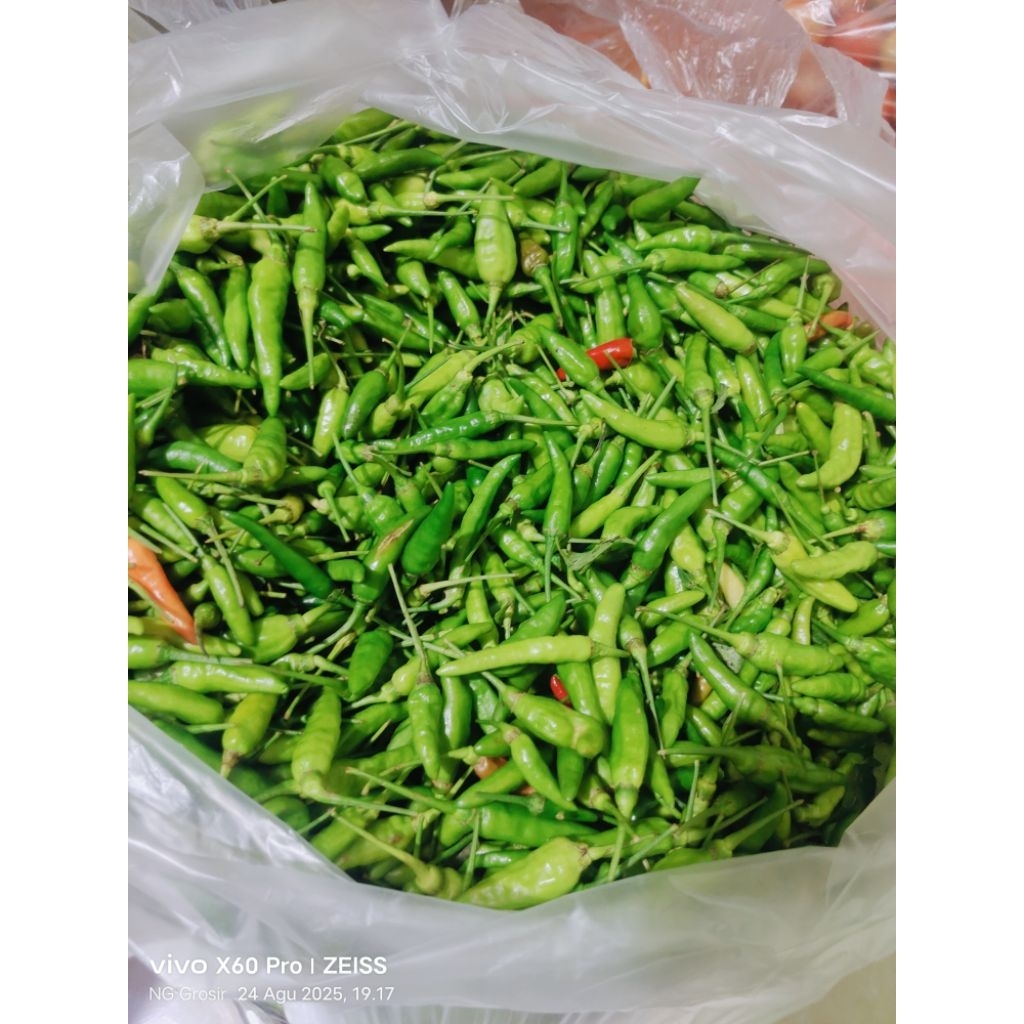 

Cabe Hijau Biasa - Cabe hijau sambel murah