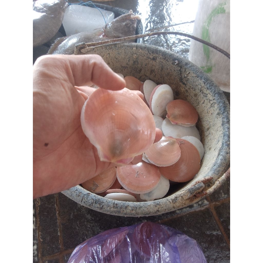 

KERANG SIMPING FRESH/FROZEN