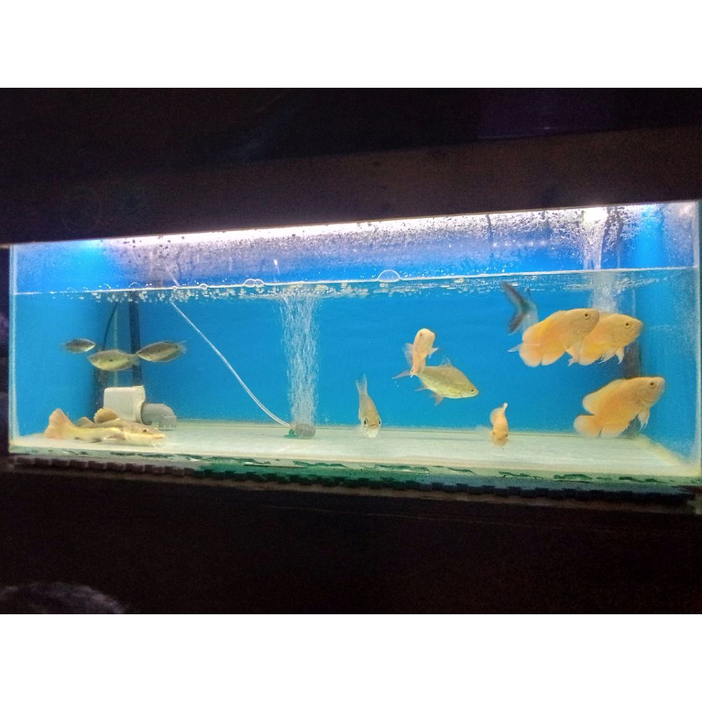 Ikan predator (ikan hidup)