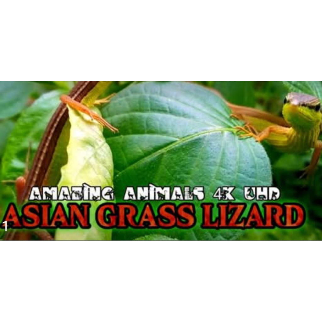asian grass lizard kadal rumput