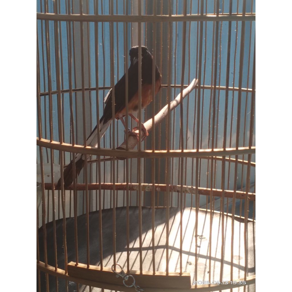 murai Medan pastol gacor PE 16/17 rawatan pribadi