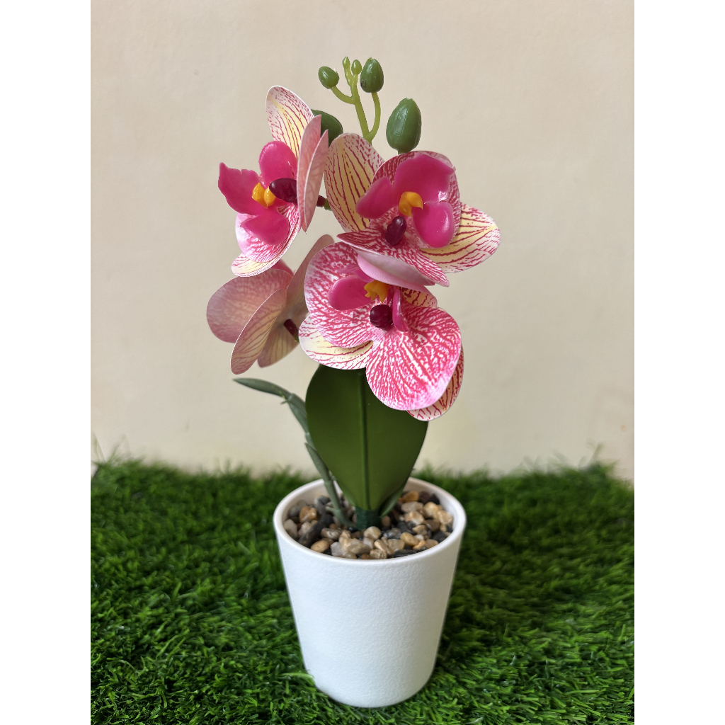 ANGGREK LATEX JUMBO PINK GARIS POT PLASTIK COCOK UNTUK HIASAN