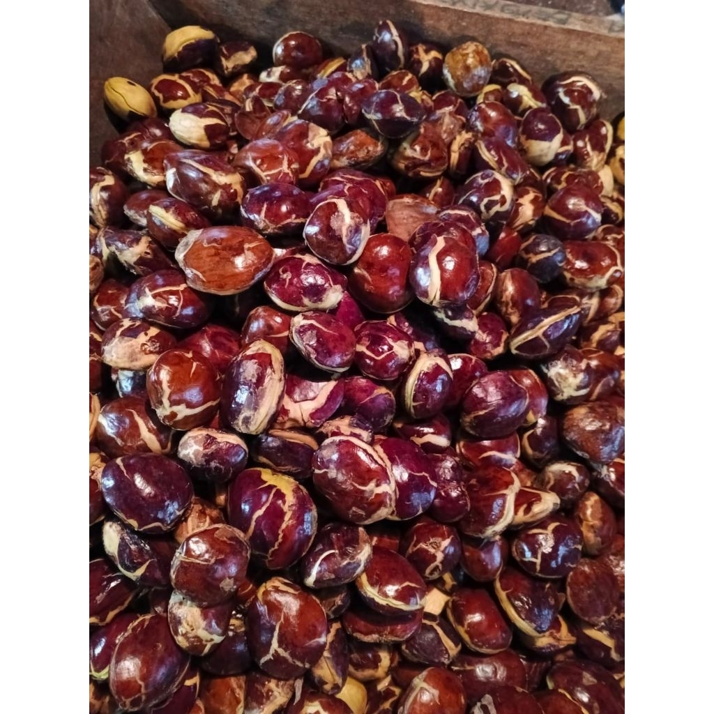 

jengkol tua full sortir