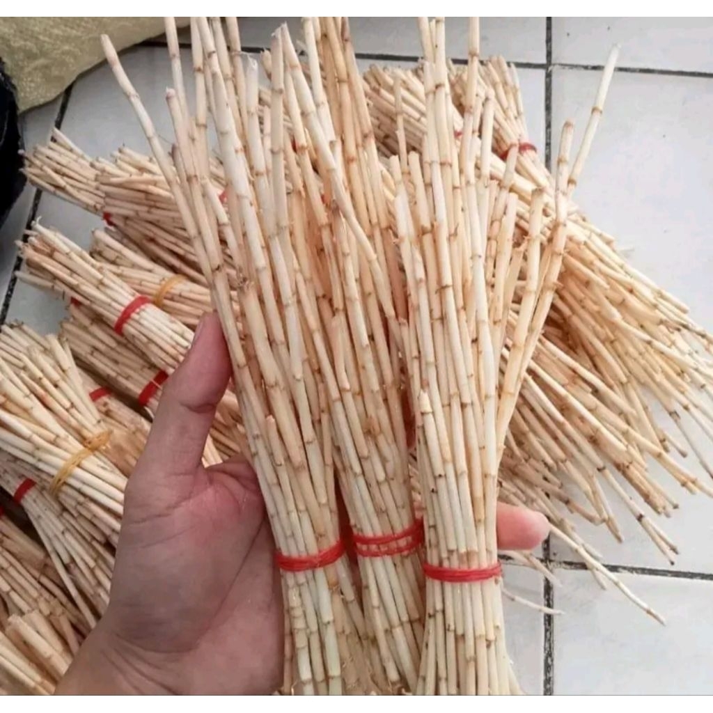 

Akar Alang-Alang Segar 500 gram (Basah) – Herbal Alami