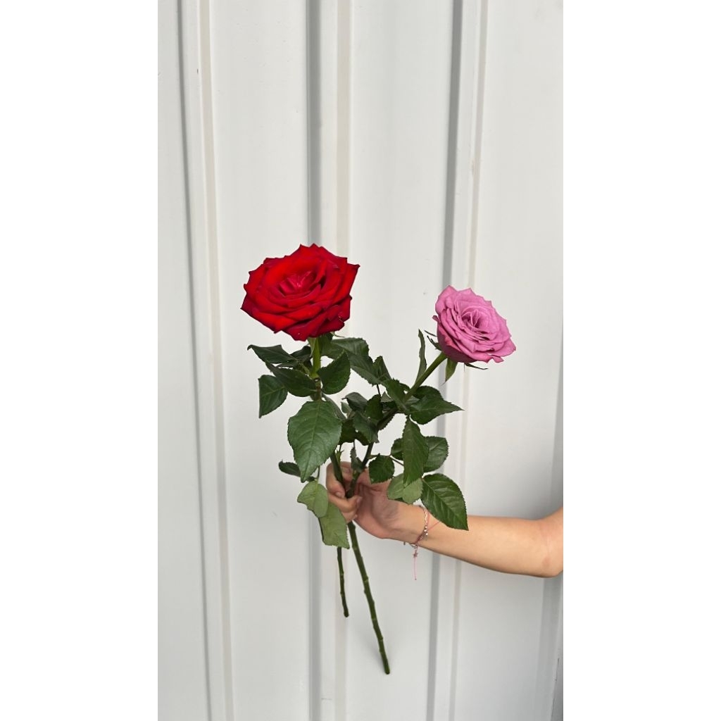 ( 1 Tangkai) Bunga Mawar fresh/ Bunga asli