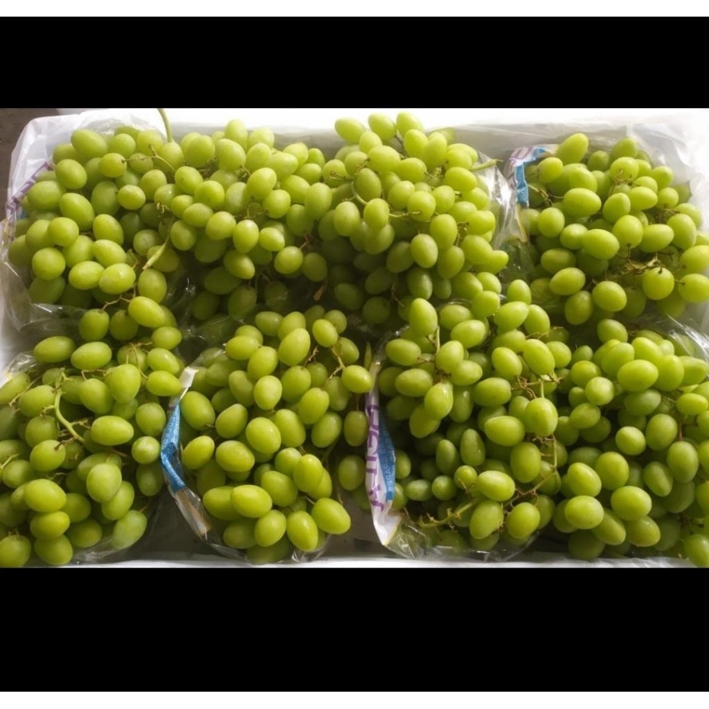 

Anggur Stella Bella - Anggur Hijau Fresh Manis 8 Kg